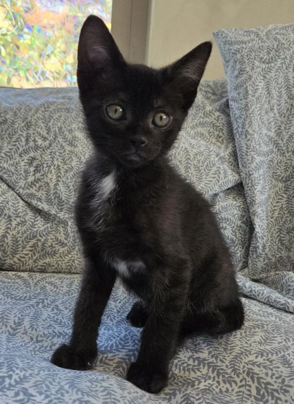 A baby small-sized female Domestic Short Hair cat named Mimi for adoption in Salt Lake City, UT