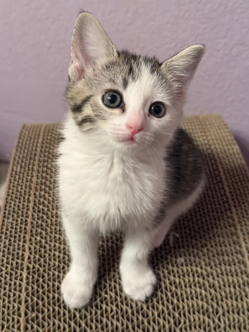 A baby small-sized female White Domestic Short Hair cat named Zoomie Wigglet for adoption in Chandler, AZ