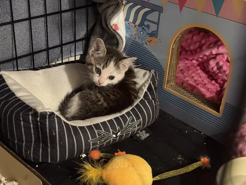 Zoomie Wigglet thumbnail 2