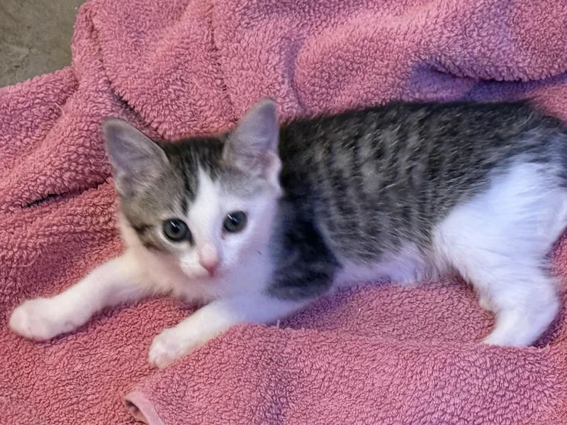 Zoomie Wigglet thumbnail 3