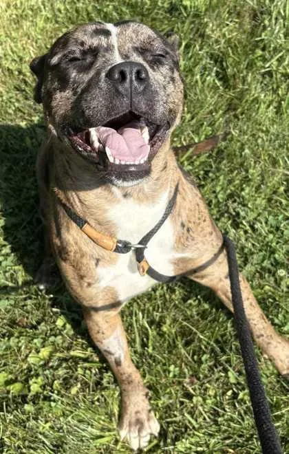 An adult large-sized female Pit Bull Terrier dog named Marble for adoption in New Albany, IN