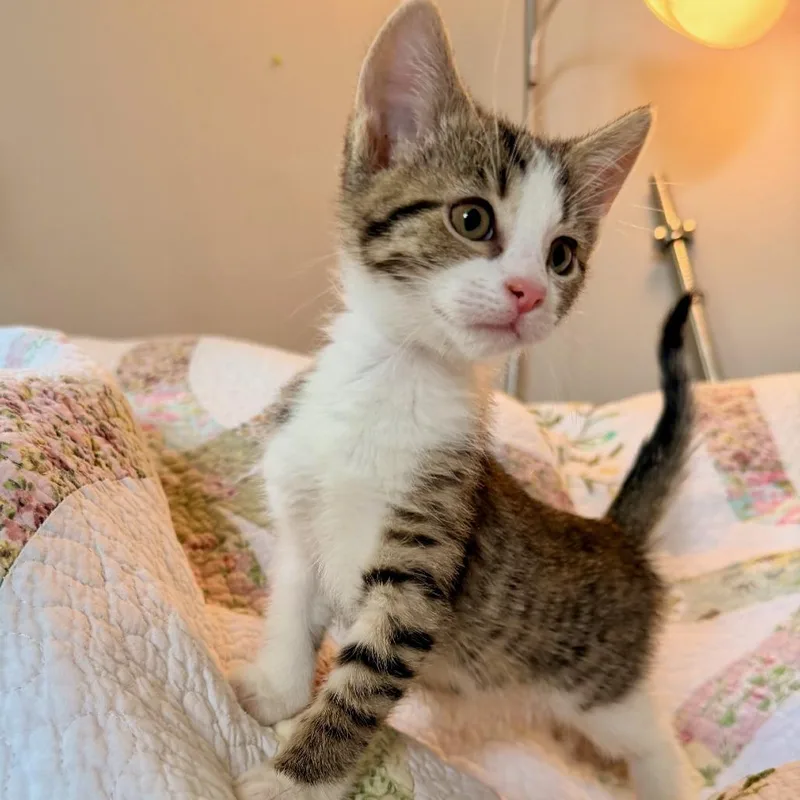 A baby small-sized female White Domestic Short Hair cat named Clove for adoption in Springfield, IL