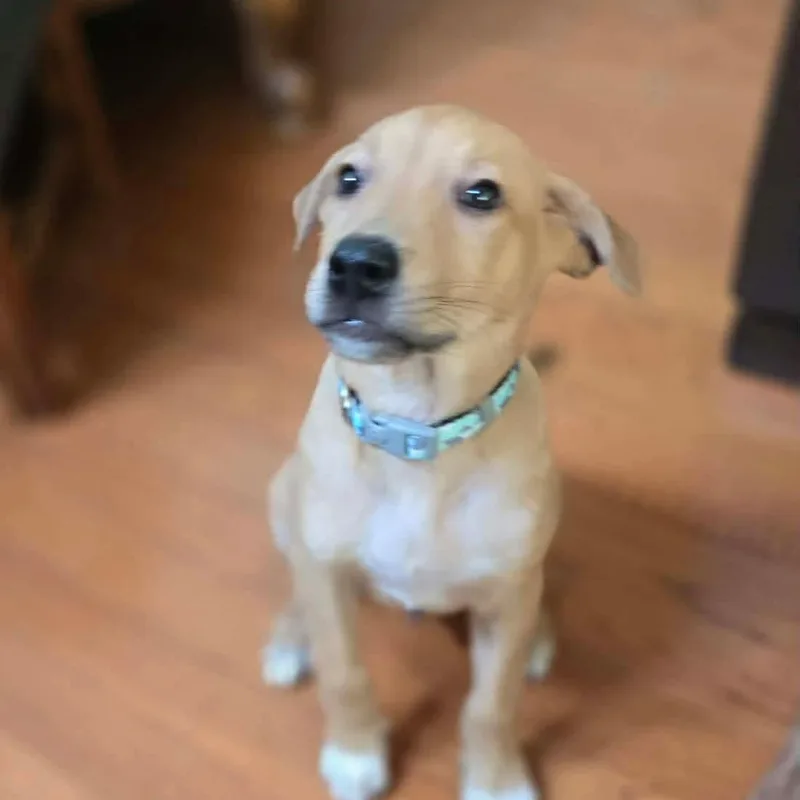A baby medium-sized male Golden Retriever dog named Nugget for adoption in Warren, RI