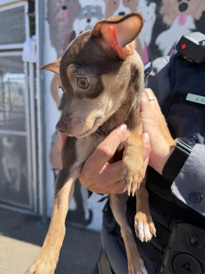A young small-sized female Brown / Chocolate Chihuahua dog named Marigold for adoption in Oakdale, CA