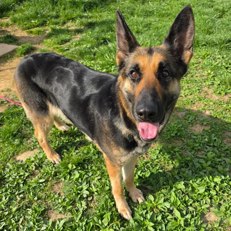 An adult large-sized female Black German Shepherd Dog dog named Azula for adoption in Easton, PA