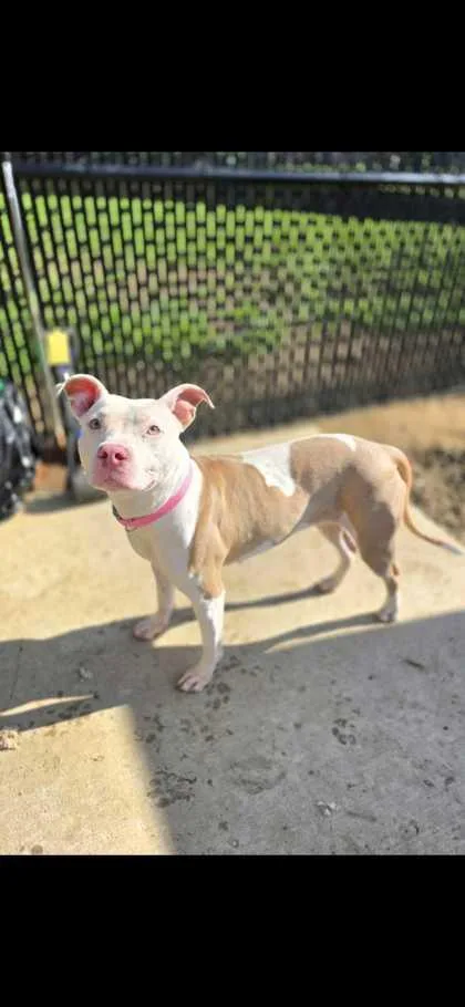 A senior large-sized female Mixed Breed dog named Popsicle for adoption in Sevierville, TN
