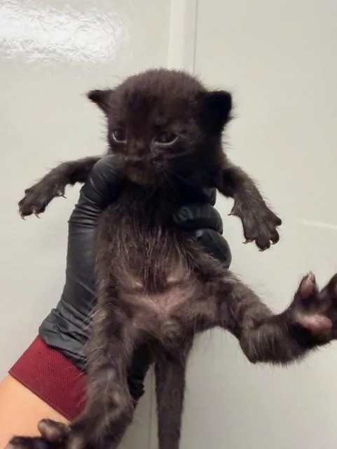 A baby small-sized male Domestic Short Hair cat named Meenie for adoption in Ontario, CA