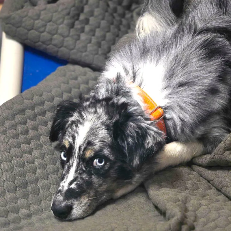 An adult medium-sized male Black Australian Shepherd dog named River for adoption in Las Vegas, NV