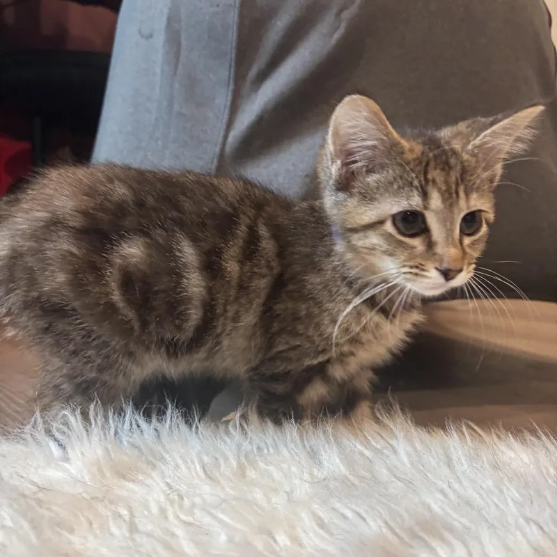 A baby medium-sized female Tabby (Brown / Chocolate) Domestic Short Hair cat named Sailor Pluto for adoption in Chattanooga, TN