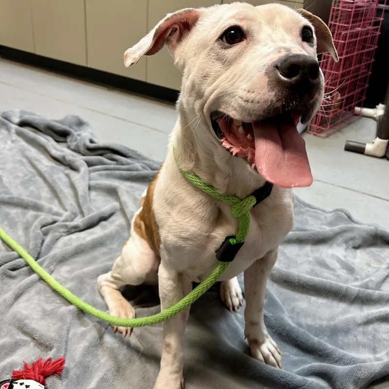 Sir Mixalot thumbnail 2