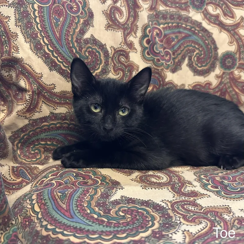 A young medium-sized female Black Domestic Short Hair cat named Toe  Phalanges Litter for adoption in East Northport, NY