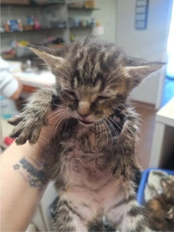 A baby medium-sized female Tabby (Gray / Blue / Silver) Domestic Short Hair cat named Milly for adoption in Winfield, KS