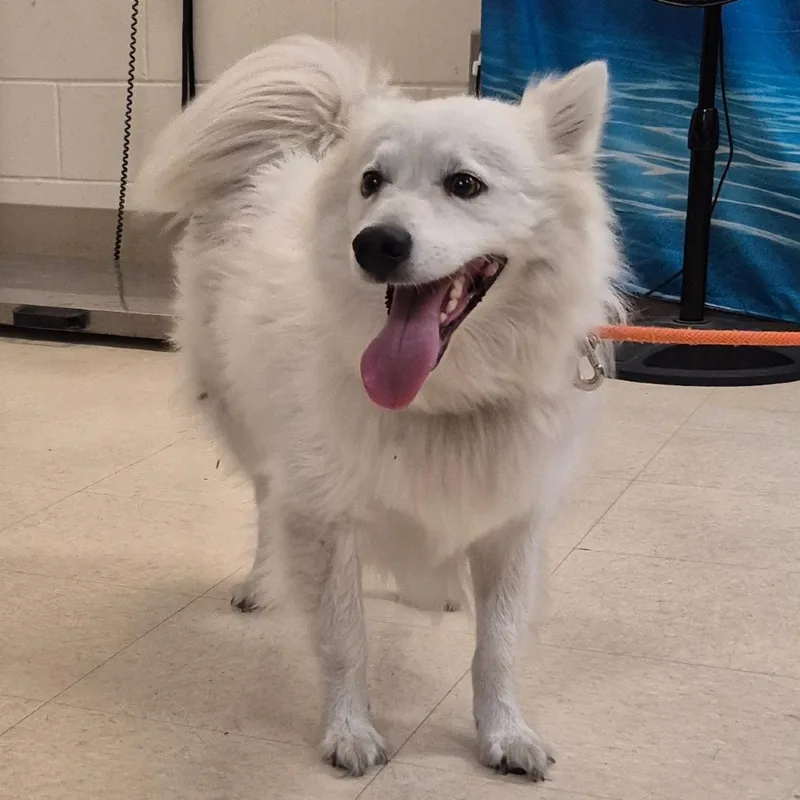 Coco