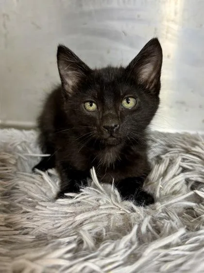 Kali
