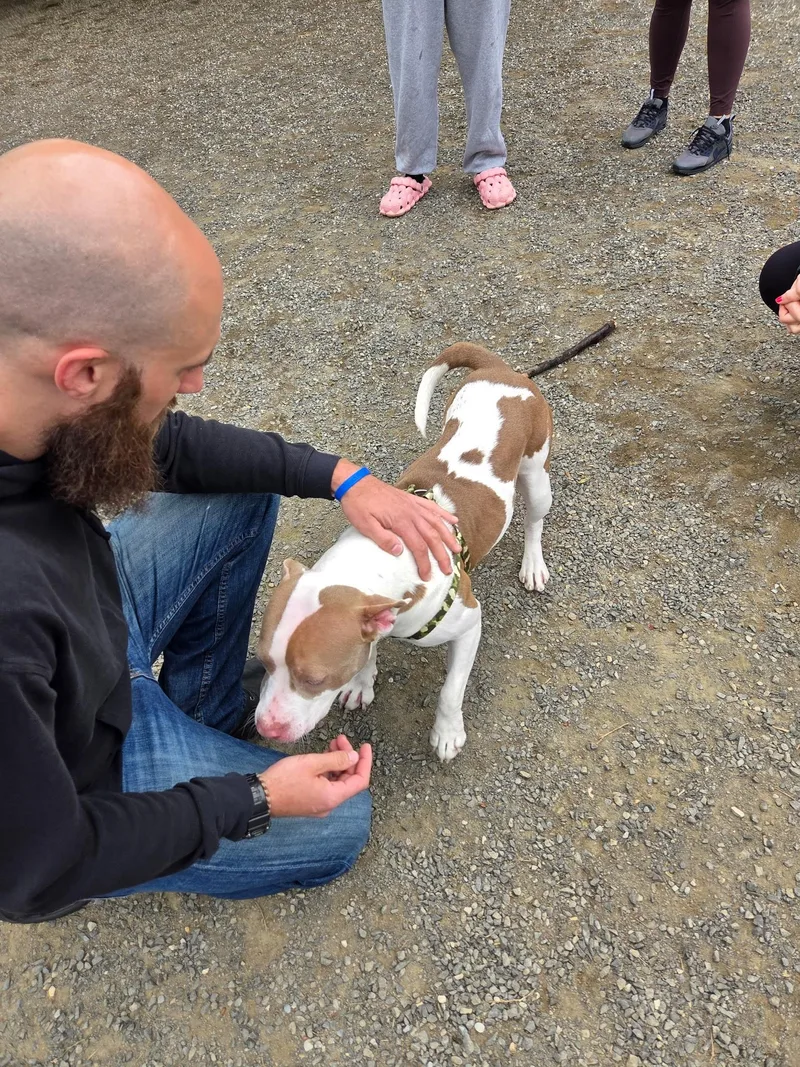 A young large-sized female Pit Bull Terrier dog named Queen for adoption in Lincoln Park, NJ