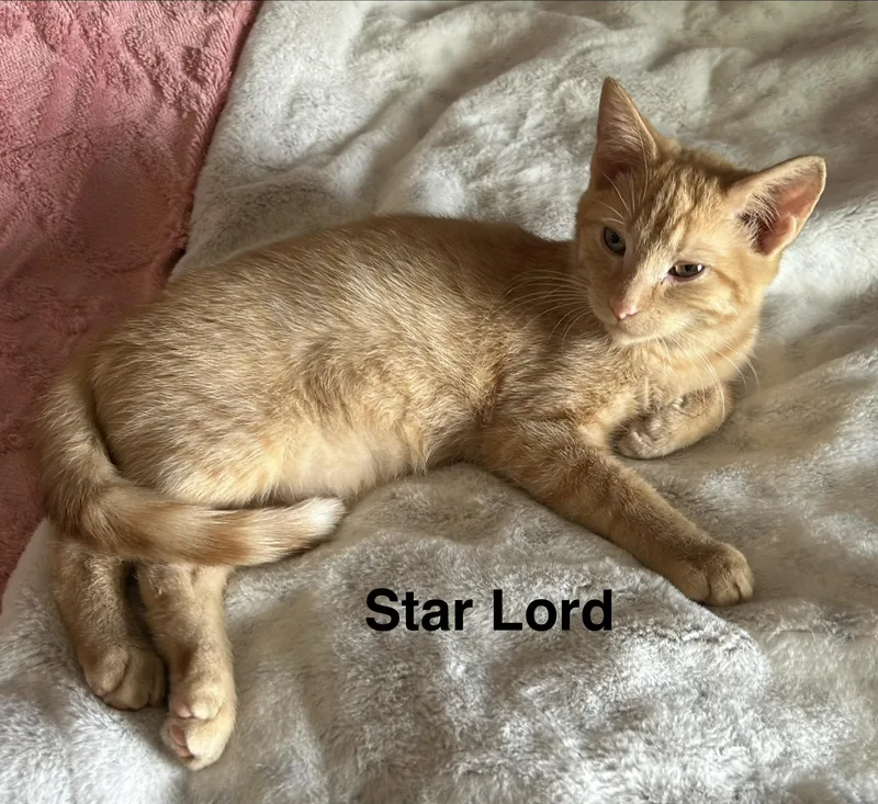 A baby small-sized male Tabby (Orange / Red) Domestic Short Hair cat named Star Lord for adoption in Indianapolis, IN
