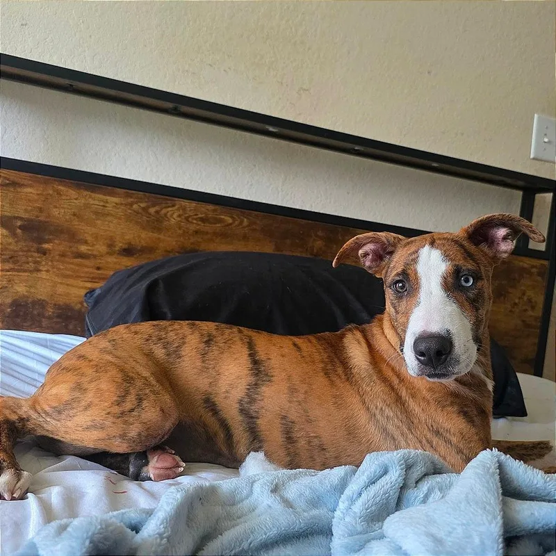 A baby small-sized female Brown / Chocolate Shepherd dog named Honey Bee for adoption in Bastrop, TX
