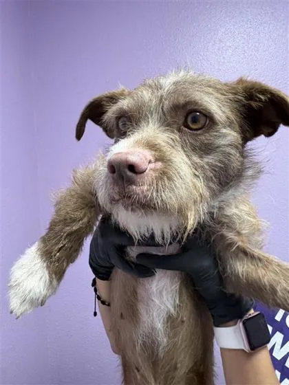 An adult medium-sized female Brown / Chocolate Terrier dog named 61085614 for adoption in El Paso, TX