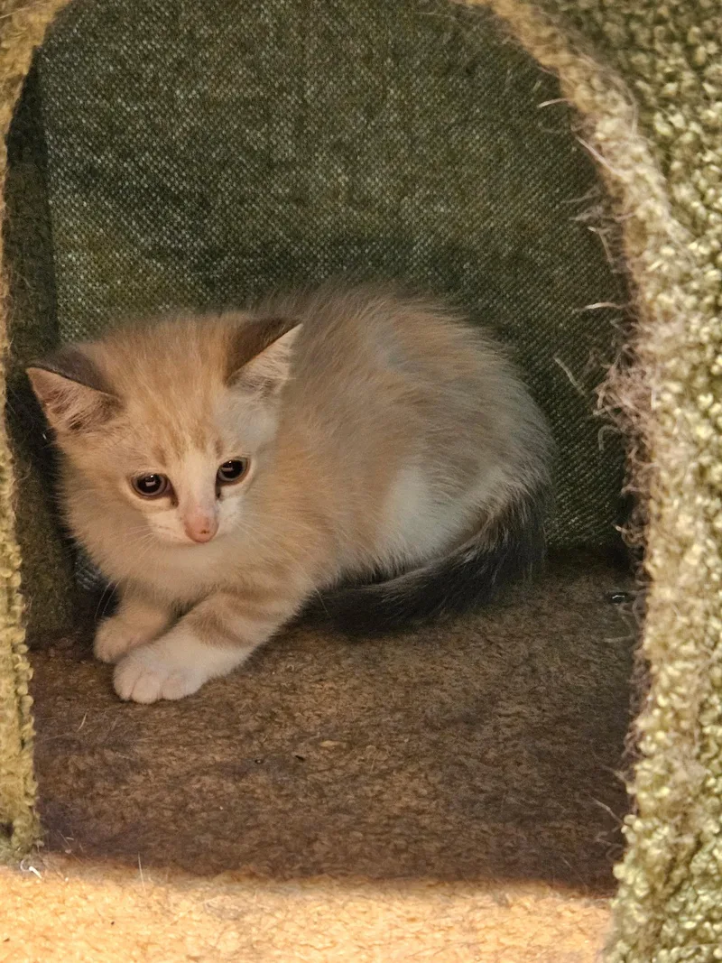 A baby small-sized male Domestic Medium Hair cat named Arthur for adoption in Glenwood City, WI
