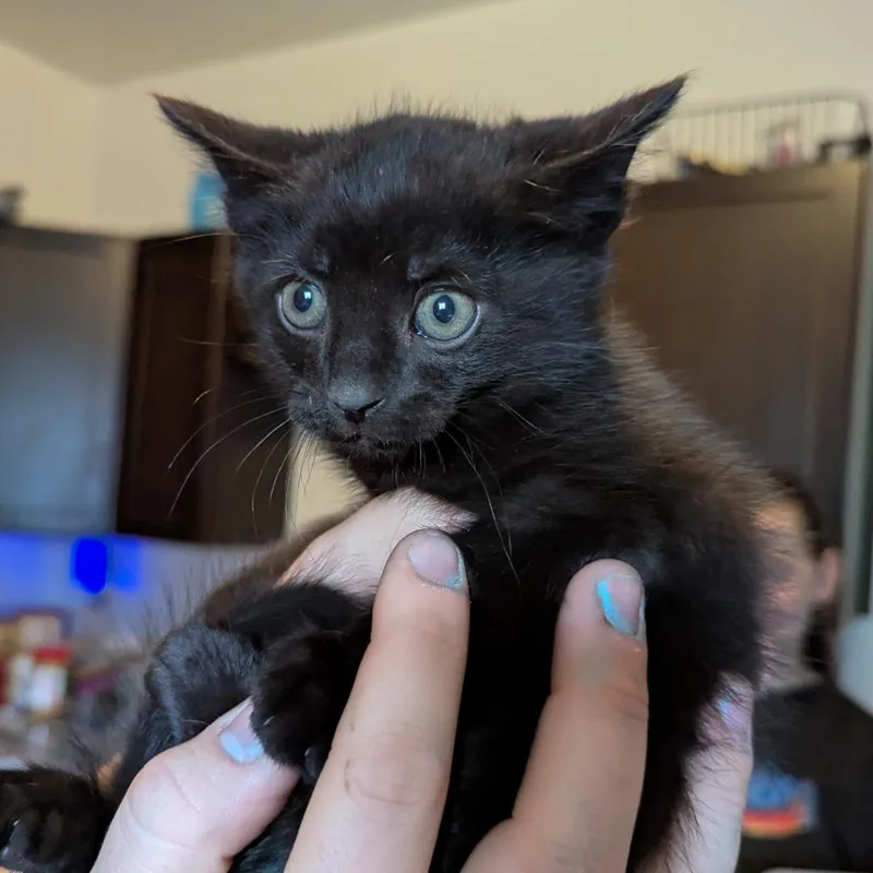 A baby small-sized male Black Domestic Short Hair cat named Honda for adoption in PITTSBURGH, PA
