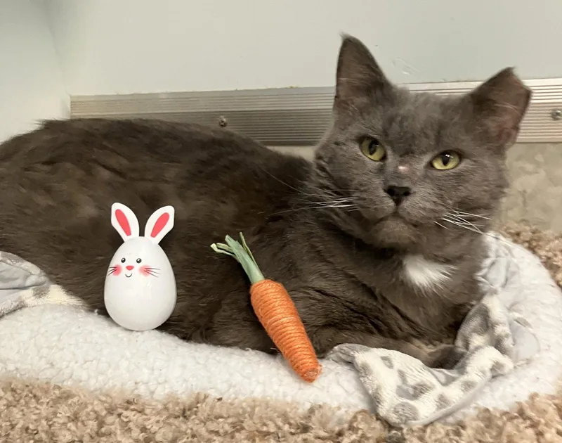 A senior medium-sized male Gray / Blue / Silver Domestic Short Hair cat named Vesuvius Kbc for adoption in Dublin, OH