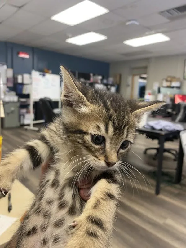 A baby small-sized male Domestic Short Hair cat named Scooter for adoption in Victorville, CA