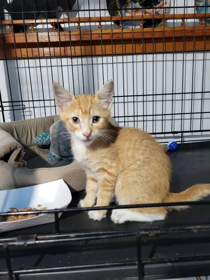 A baby medium-sized male Orange / Red Domestic Short Hair cat named BooBoo for adoption in Tampa, FL