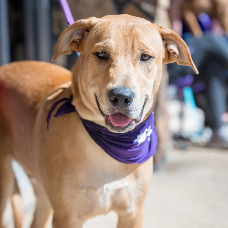 Simba Wole thumbnail 2