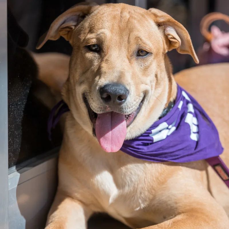 Simba Wole thumbnail 3