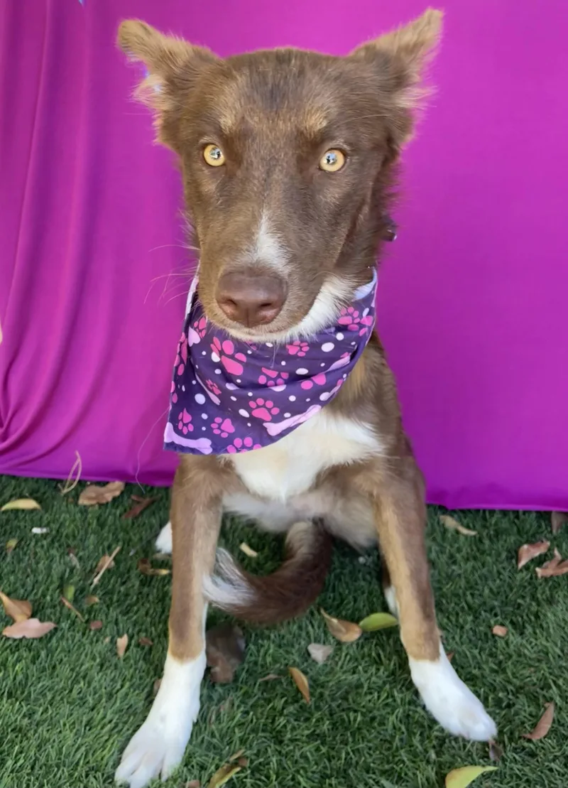 A baby medium-sized female Brown / Chocolate Australian Shepherd dog named Piper for adoption in Rowland Heights, CA
