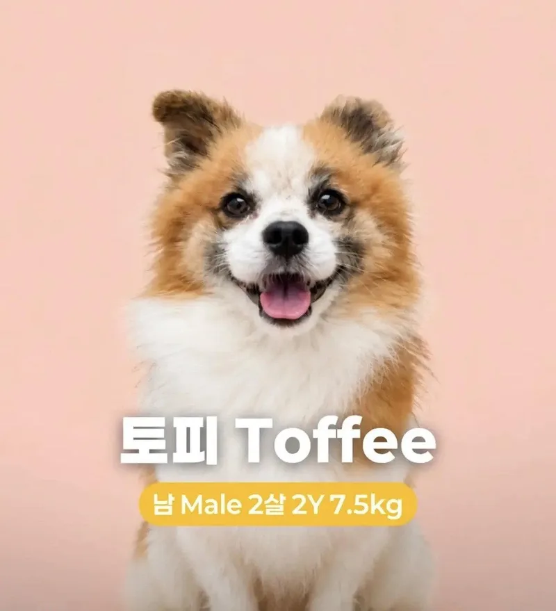 A young small-sized male Pomeranian dog named Toffee for adoption in Agoura Hills, CA
