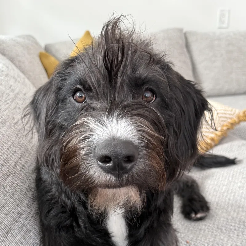 A young large-sized female Scottish Deerhound dog named Marlene for adoption in Brooklyn, NY