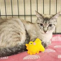 A young medium-sized female Buff / Tan / Fawn Siamese cat named Coco for adoption in Henderson, NV