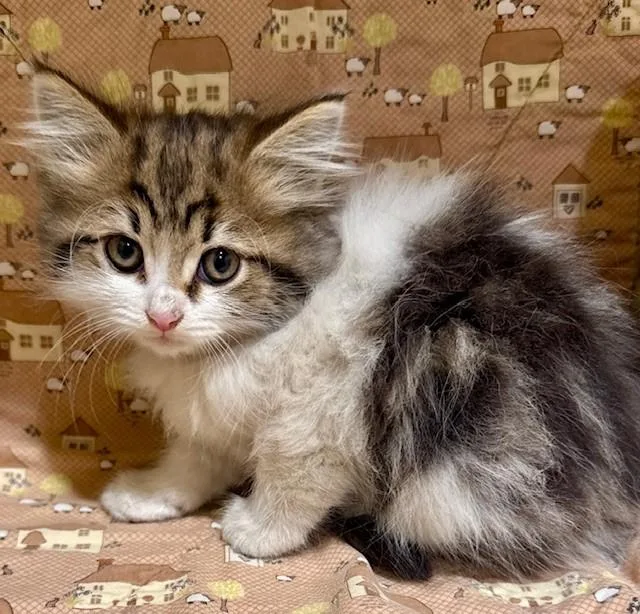 A young small-sized female Domestic Short Hair cat named Lissa for adoption in Riverside, CA