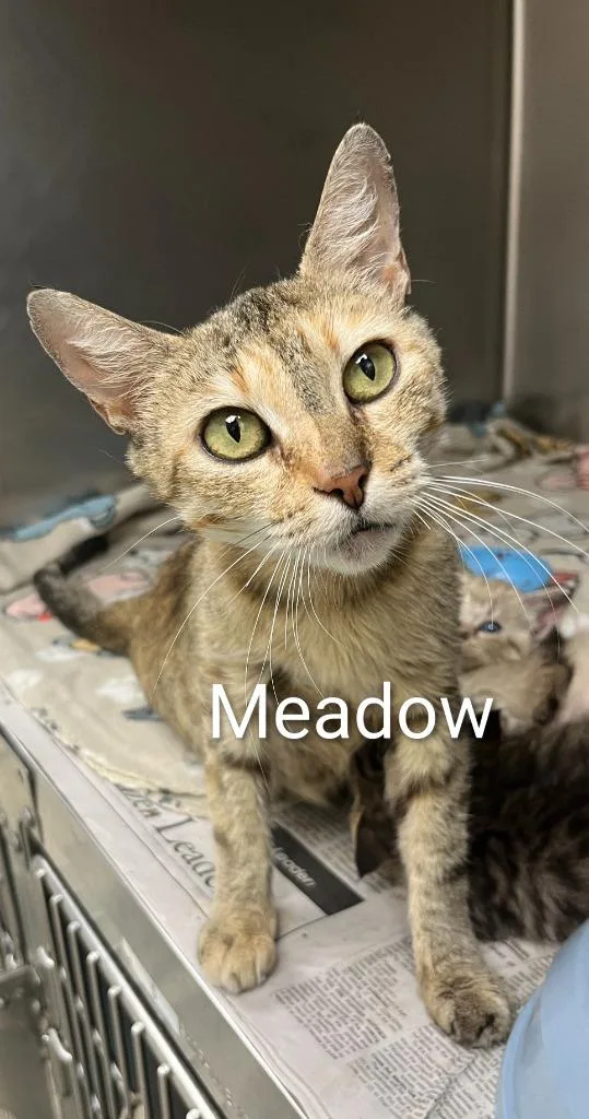 An adult medium-sized female Domestic Short Hair cat named Meadow for adoption in Lavonia, GA