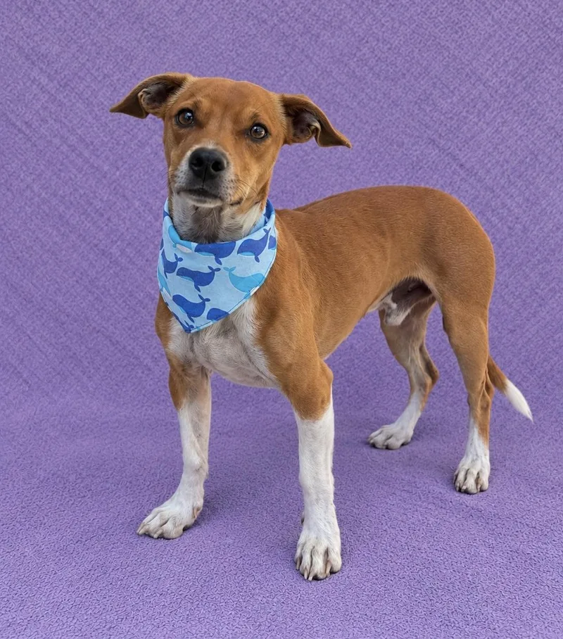 A young small-sized male Chiweenie dog named Drako for adoption in Lodi, CA