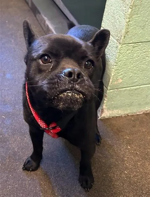 An adult small-sized male Terrier dog named A for adoption in Sacramento, CA