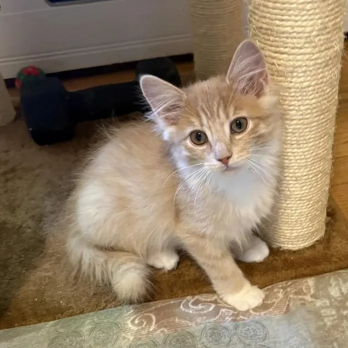 A baby medium-sized male Orange & White Domestic Long Hair cat named Sandy for adoption in Bridgeport, CT
