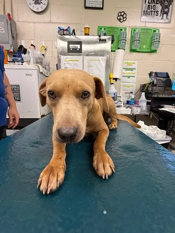 An adult medium-sized male Yellow / Tan / Blond / Fawn Mixed Breed dog named Roamer for adoption in Mobile, AL