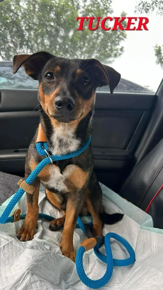 An adult small-sized male Brown / Chocolate Terrier dog named Tucker for adoption in Saugus, MA