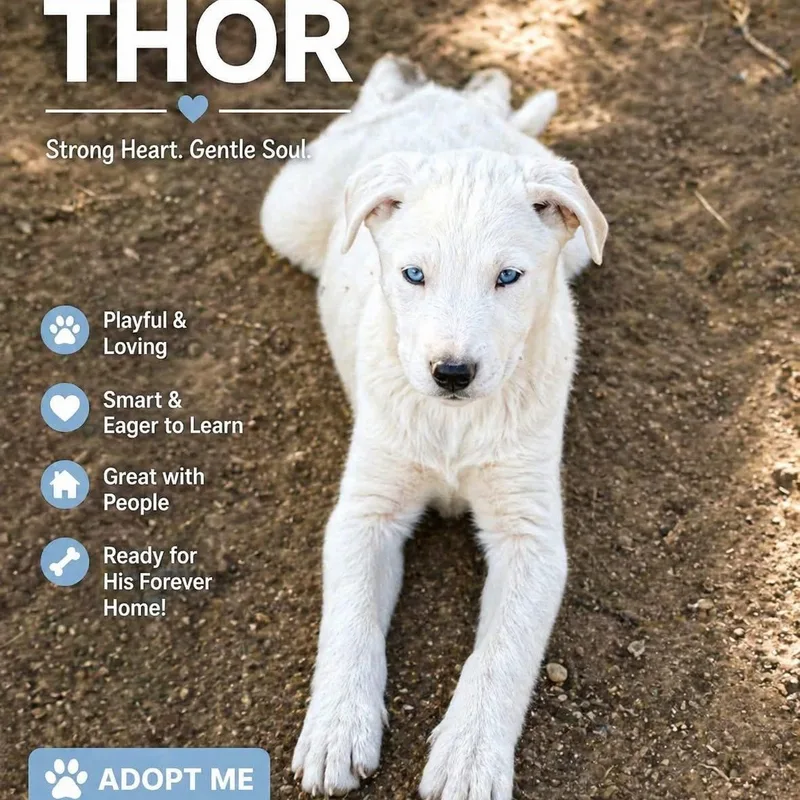 Thor