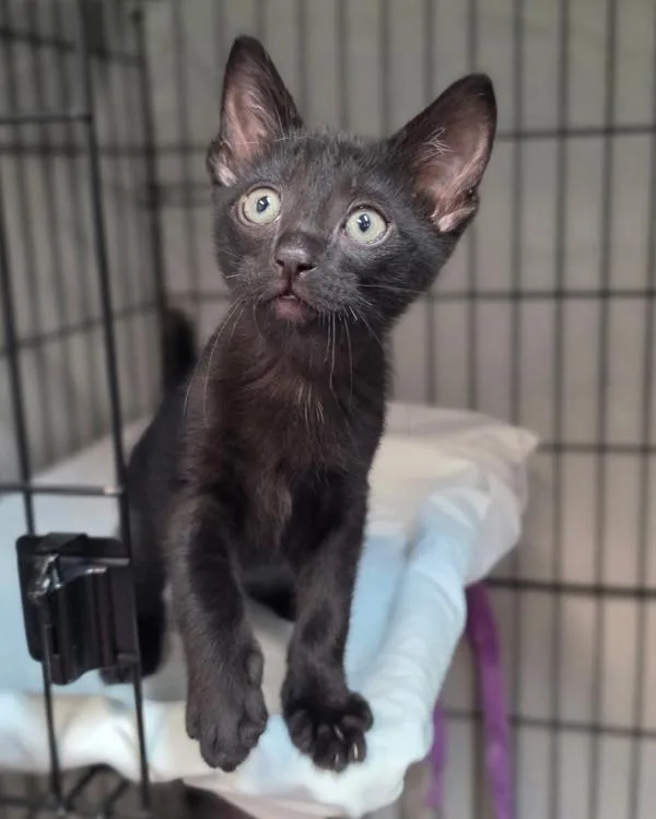 A baby small-sized male Domestic Short Hair cat named Hubert for adoption in Novato, CA