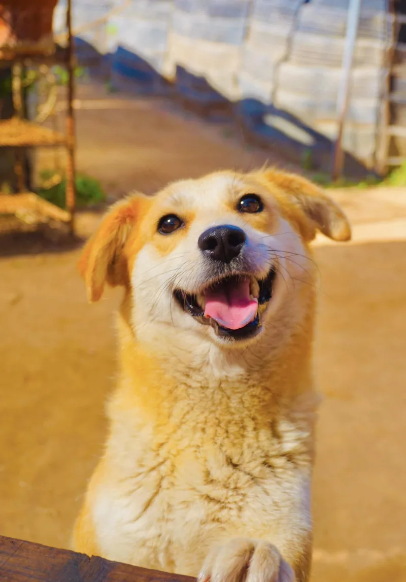A young medium-sized female Shiba Inu dog named Trixie for adoption in San Diego, CA