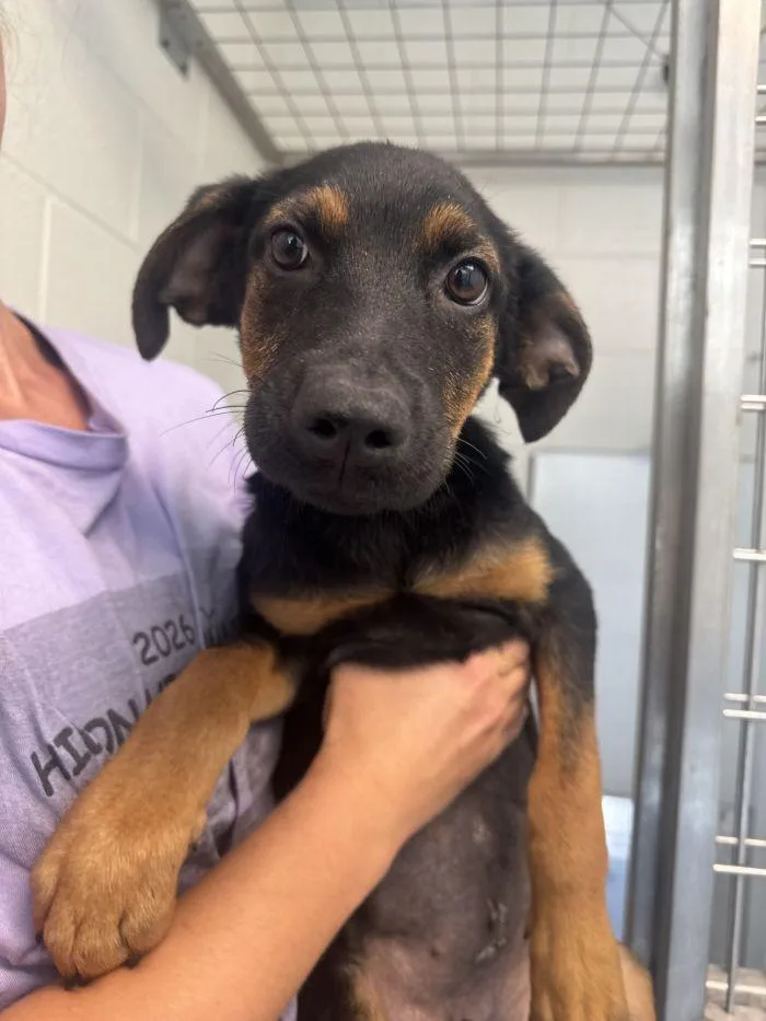 A young medium-sized female Shepherd dog named Stella for adoption in Hilton Head Island, SC