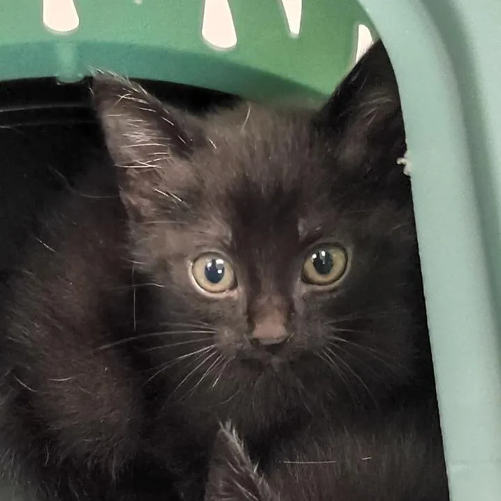 A baby small-sized male Black Domestic Short Hair cat named Bisque for adoption in Lynchburg, VA