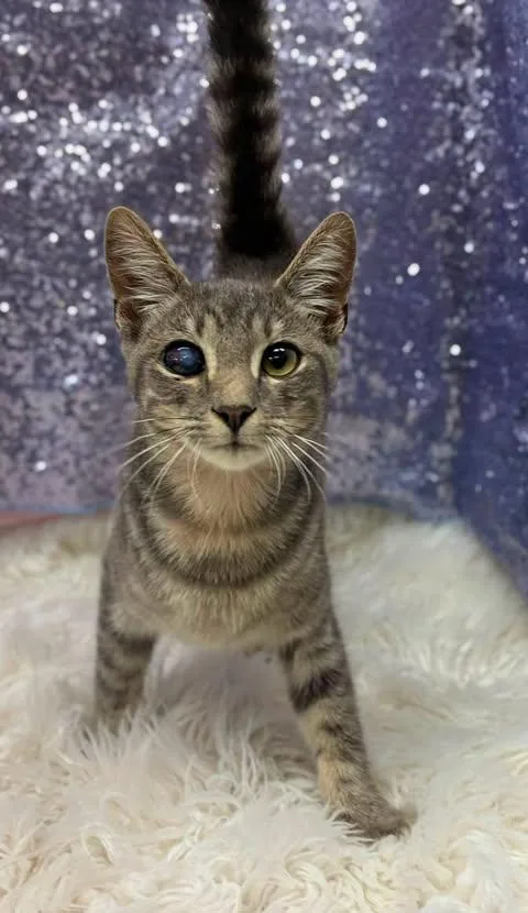 A young medium-sized male Domestic Short Hair cat named Gobo for adoption in Clarkesville, GA