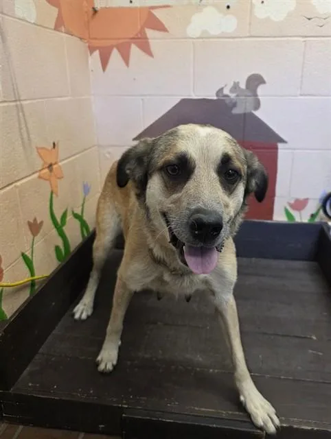 An adult large-sized female Australian Cattle Dog / Blue Heeler dog named Philly for adoption in Castaic, CA