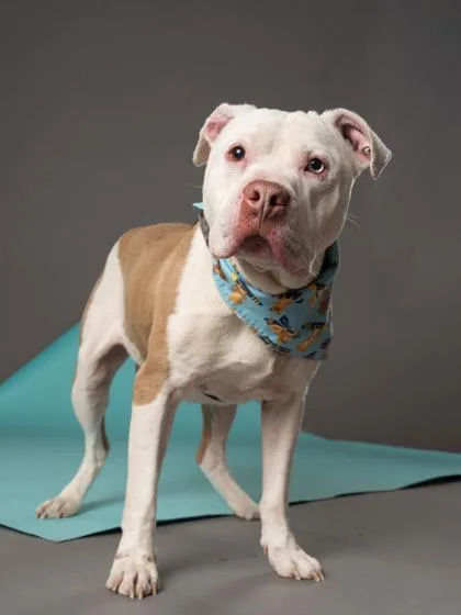 An adult large-sized male Pit Bull Terrier dog named Scrimshaw for adoption in Atlanta, GA