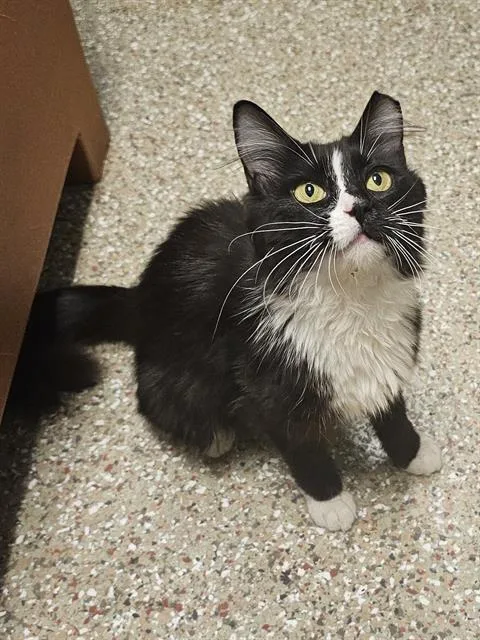 An adult medium-sized female Black & White / Tuxedo Domestic Long Hair cat named Hot Lips for adoption in Clyde, NC