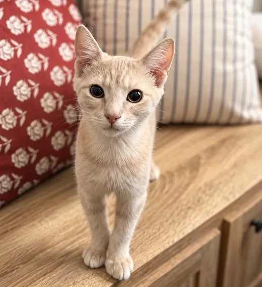 A baby medium-sized male Tabby (Orange / Red) Tabby cat named Jack for adoption in Waxahachie, TX